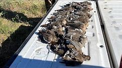 Oklahoma dove hunting!!