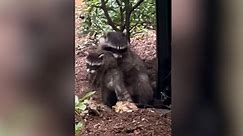 Watch this woman rescue baby raccoons trapped in her walls and reunite them with their mom