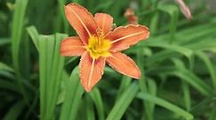 Close up of single, orange colored, blooming daylily flower. Close up of a single Orange Lilly or Tiger Lilly flower against tall green grasses in spring