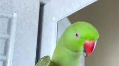 💚🦜😘🥰🫶#parrot #pet #petlovers #petofinstagram #parrots #parrotsofig #parrottoys #funnypets #cute #beautiful #parakeet #parakeetsofinstagram #funny #bird #green #greenparrot #indianparrot #ringneck #indianrin #449 | Eidan Sanker