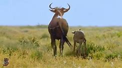 Wild animals - Wildebeast Life Serengeti Africa, Hindi...