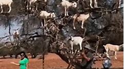 Have You Ever Wondered Why All These Goats Climb On Top Of The Trees? #GOAT #explore #explorepage #viral #trend #discovery #education #knowledge #history #research | Unknown Facts