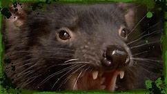Deadly 60 - The fierce and feisty Tasmanian devil