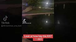 That Rat 🐀 was swimming!! 🤣🤣🤣