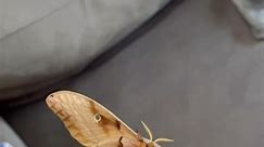 I believe I can fly… Female Antheraea polyphemus (Polyphemus moth) . #cute #cuteanimals #imcute #silkmoth #domesticsilkmoth #giantsilkmoth #antheraeapolyphemus #polyphemusmoth #reels #reelsviral #memes #animal #pet #cute #reelsfb #animalreels #exoticpet #funny #reelsinstagram #insect #bug #moth #fuzzy #flying #ibelieveicanfly | Mantisism