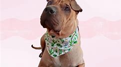 Dog bandana Tutorial and PATTERNS/ Dog and cat accessories / Pet gift / Reversible Bandana DIY / Small, Medium and Large / Bandana Patterns