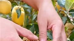 Fuji Apple . . . #FruitCutting #FruitPrep #HealthySnacking #FreshFruit #CuttingFruit #FruitArt #NutritiousEating #FruitLover #FoodArt #DeliciousFruits #FruitCuttingSkills #HealthyFood #FruitLovers #KnifeSkills #FruitArt #FreshFruit #CuttingTechniques #FruitPrep #FoodieFriday #SliceAndDice #FreshFruitFoodie #FruitChef #HealthyEating #FruitArt #KnifeSkills #FoodieLife #JuicyFruits #HealthyFoodChoices #FruitPrep | 𝑻𝒂𝒔𝒕𝒚 𝑻𝒓𝒆𝒂𝒔𝒖𝒓𝒆𝒔