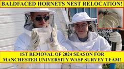 BALDFACED HORNETS WASP NEST RELOCATION! 1ST JOB OF 2024 SEASON FOR MANCHESTER UNIV WASP SURVEY TEAM!