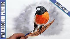Scarlet Robin in Watercolour with Paul Hopkinson