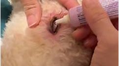 #howto put #drops in your dogs #eye when it does it to generate #tears shop, and ask questions at myfavoritegroomer.com | My Favorite Groomer, LLC.