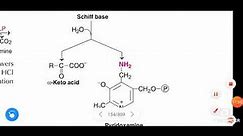 Biochemical functions of pyridoxal phosphate or coenzyme of vitamin B6