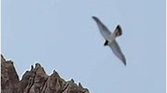 Peregrine Falcon’s hunting skill and agility at display. #falcons #peregrinefalcon #birdsofprey