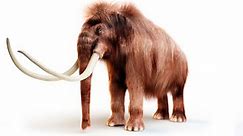 Woolly mammoth revival project raises another $60 million