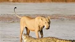 Animal Homes 01 - #Two Lioness Fatting Crocodile