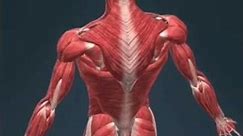 skeleton muscle।।skeletal muscle anatomy#shorts #3danimation