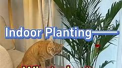 16_Areca Palm #indoorplants #houseplants #palm #plants #garden | Garden Home Mania