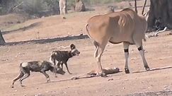 Antelopes resiliently protect their young from a pack wild dogs