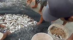 Muammar Rafly - catching barracuda fish with beach seine nets