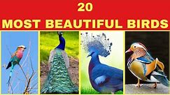 Birds Names | Birds Names for Kids | 20 Beautiful Birds for Toddlers and Children | Birds for Babies