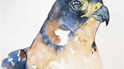 Peregrine falcon watercolor painting | Painted Wing