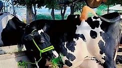 Beautiful Heighest MilkingCow 🐄🐄 on Gondal Mandi! #world_biggest_udder_Cow #world_highest_milking #beautifulheifer #Nili_Ravi_Buffalo #Big_udder_buffalo #Sahiwal_Cow #Dairy_Farm #Nili #heiferforsale #heifer #heifersforsale #calf #luddanmandi a buffalo versus a bull, a buffalo sound, buffalo buffalo, buffalo baby, buffalo business in Pakistan, buffalo heat, buffalo horn, buffalo history, buffalo in Pakistan, buffalo in water, buffalo injection, buffalo in India, #texilamandi2022 #nili_ravi_buff