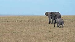 Adult elephant and a baby elephant walk through the savannah in a natural environment. Kenya, Africa