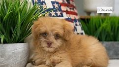 Poma-Poo - Pomapoo for Sale | Puppies | Pawrade.com