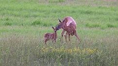 Whitetail deer (Odocoileus virginianus) doe licking her spotted fawn in a field during early summer in a Wisconsin.