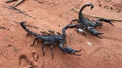 Scorpions is very cute!