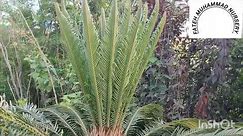 cycad,sago palm kangi palm- pest &. Disease sago palm care & issues