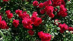 Homemade Remedies to Kill Rose Bush Diseases & Insects