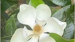 Liberty County Magnolia Blooms