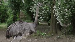 The greater rhea is a species of flightless bird native to eastern South America. Rhea americana.