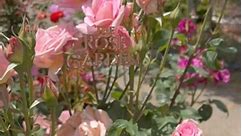 #roses #many varieties of roses #colorful #thankfulgratefulblessed | Connie Geist