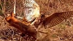Close up of hawk hunting