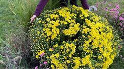 Magnificently Huge and Beautiful Igloo Mums for Fall Perennial Planting “A True Perennial Mum”