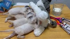 Man creates feeding device for orphaned kittens using cat soft toy