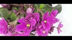 * Pretty in Pink Large Standard AFRICAN VIOLET NOID with Pansy Petals & a Lovely Patterned Effect *