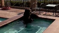 Bear Caught Cooling Off In Hot Tub During California Heatwave