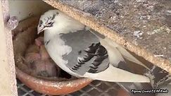 Raising pigeons