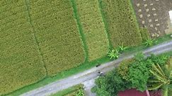 Das Videos der Luftaufnahmen zeigt ein wunderschönes Landpanorama, viele Reisfelder, üppige Bäume und ein kleines Dorf dazwischen. Luftaufnahmen Videos aus ländlichen Gebieten, die noch schön und weit weg von städtischen Gebieten sind