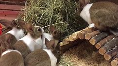 Baby Dutch bunnies... - Timperley Aquatics Pets & Reptiles