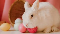 Animal shelters decry Easter Bunny adoptions