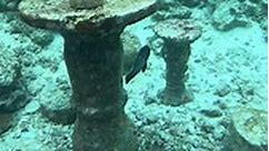 Yaya Sosyalera - 😱😱 WOW, 🥂 #nature #ocean #underwater