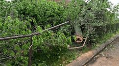 Fallen Tree Destroys Fence. Large leafy tree has fallen on a fence following severe weather, heavy wind and rain. The tree has broken the chain link fence. Slow motion views.