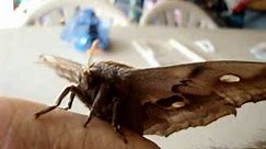 Giant Moth Female Antheraea Polyphemus