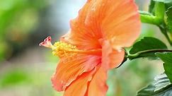 Flowers Or Hibiscus Rosa-Sinensis Flower