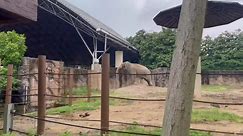 Elephant hurls sand at noisy neighbour parrots at zoo in China
