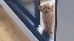 Hilarious Poodle Puppy Waits for Praise After Going Potty