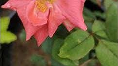 peach rose flower 🌹🌹🌹#home garden